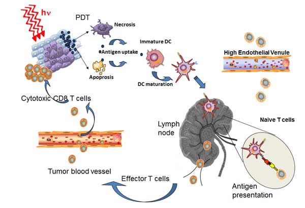 Hambin-3-PDT-immunity.jpg